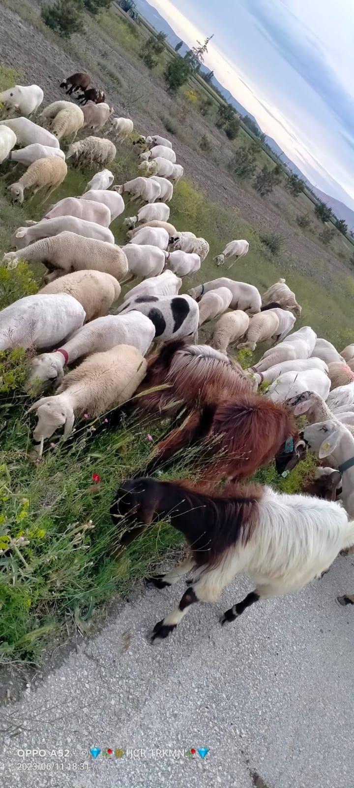 Türkmen Hayvancılık Konya Selçuklu da Büyükbaş Küçükbaş Hayvancılık
