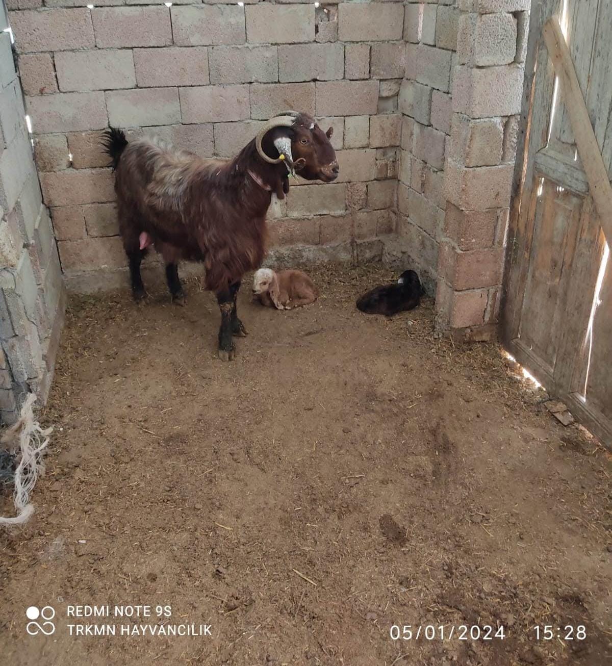 Türkmen Hayvancılık Konya Selçuklu da Büyükbaş Küçükbaş Hayvancılık