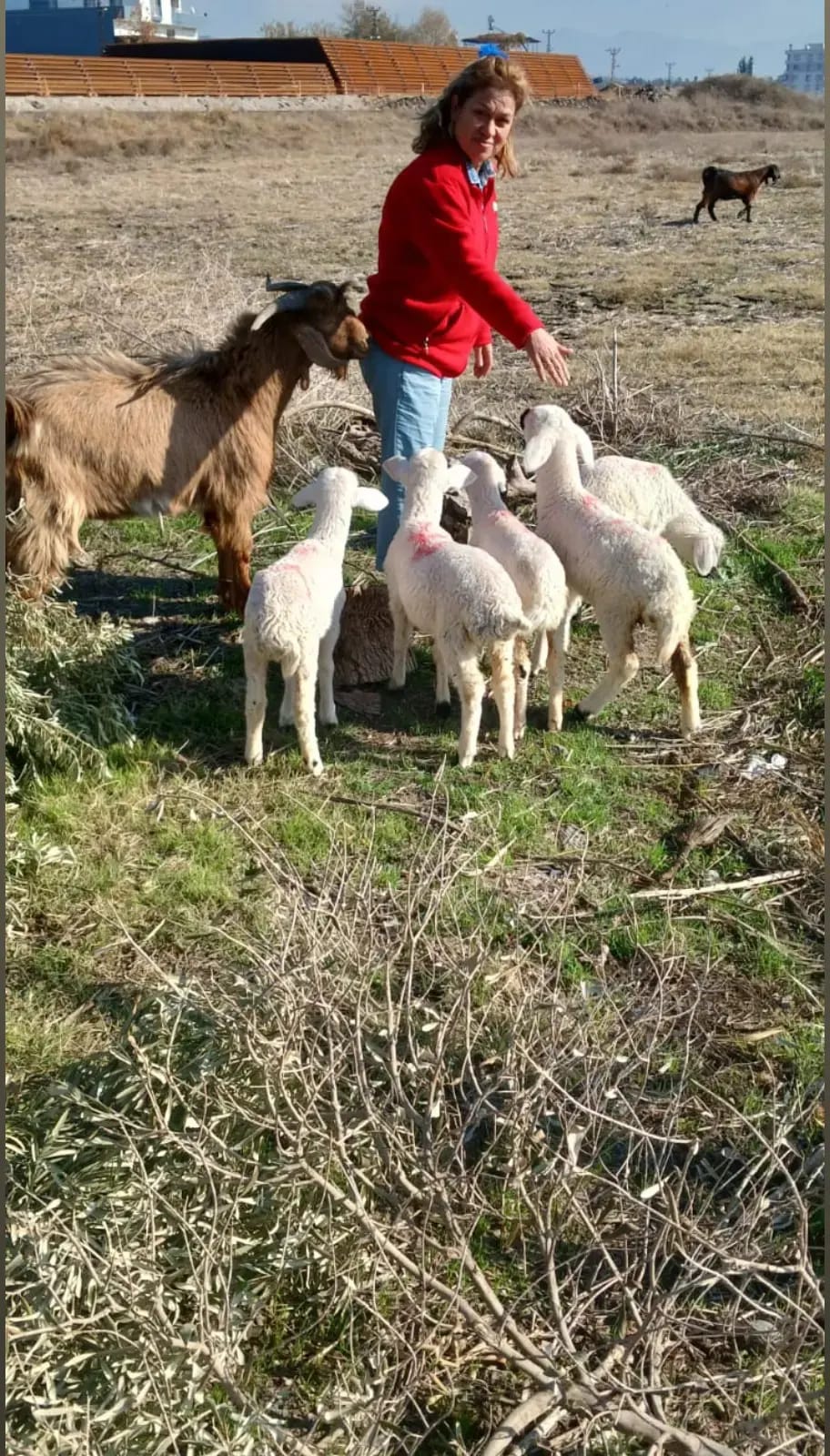 Şeker Ablanın Yeri Köy Ürünleri Osmaniye de Köy Ürünleri