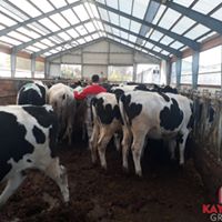 KAYALAR GROUP İTHAL HAYVANCILIK Burdurda Büyükbaş Besi Çiftliği 