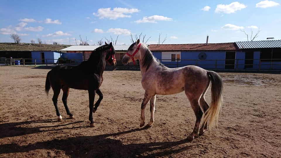 GÖKTÜRK AT ÇİFTLİĞİ Uşakta At Binicilik