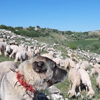 SARAÇOĞLU ÜRETİM VE BESİ ÇİFTLİĞİ Ankara Geneli Besilik Dana