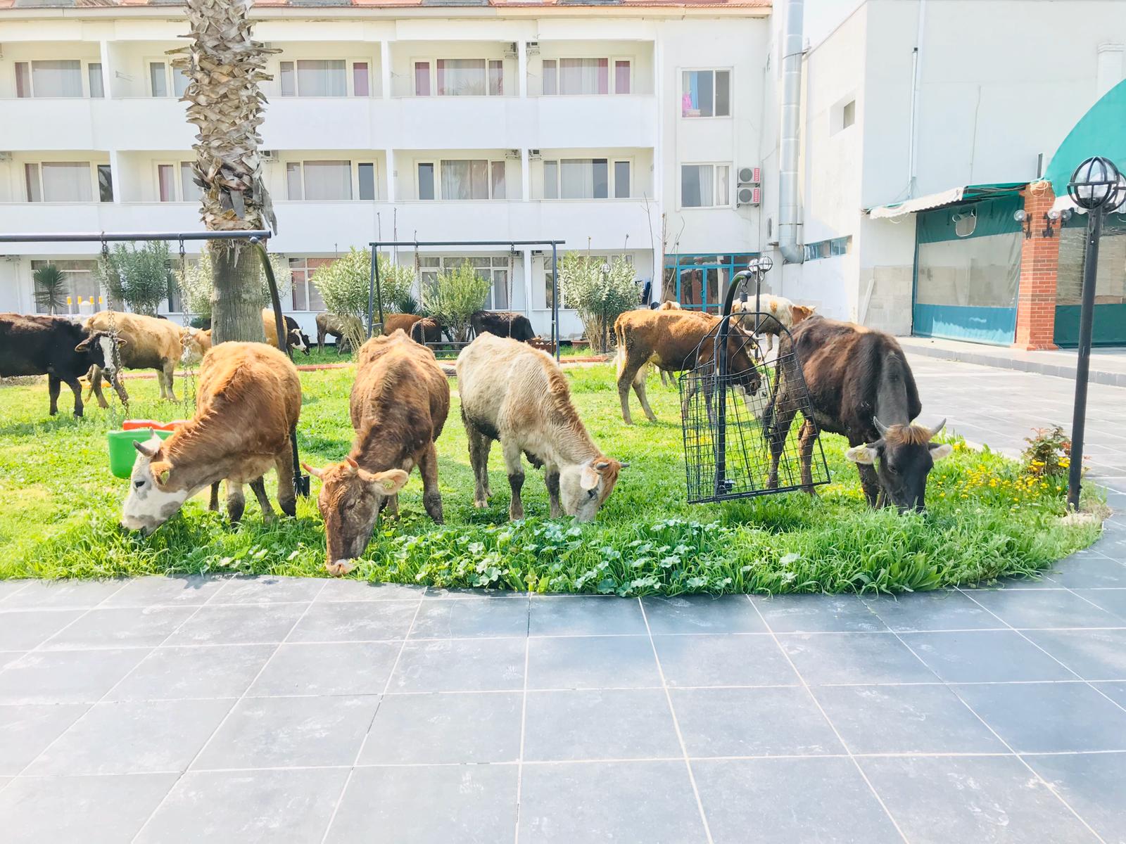 MEUZ HAYVANCILIK Pamukkalede Kurbanlık Satanlar