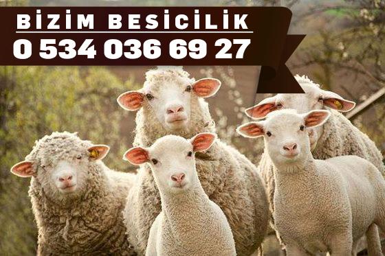 BİZİM BESİCİLİK ADAKLIK 0534 036 6927 Bornovada Adaklık Satanlar