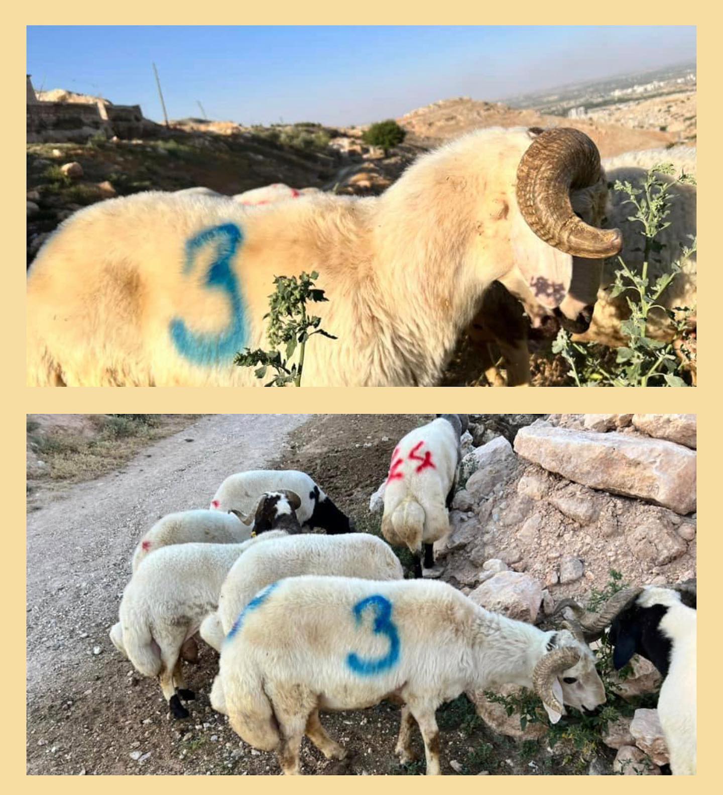 İpekçi Hayvancılık Eyyübiye de Kurbanlık Adaklık