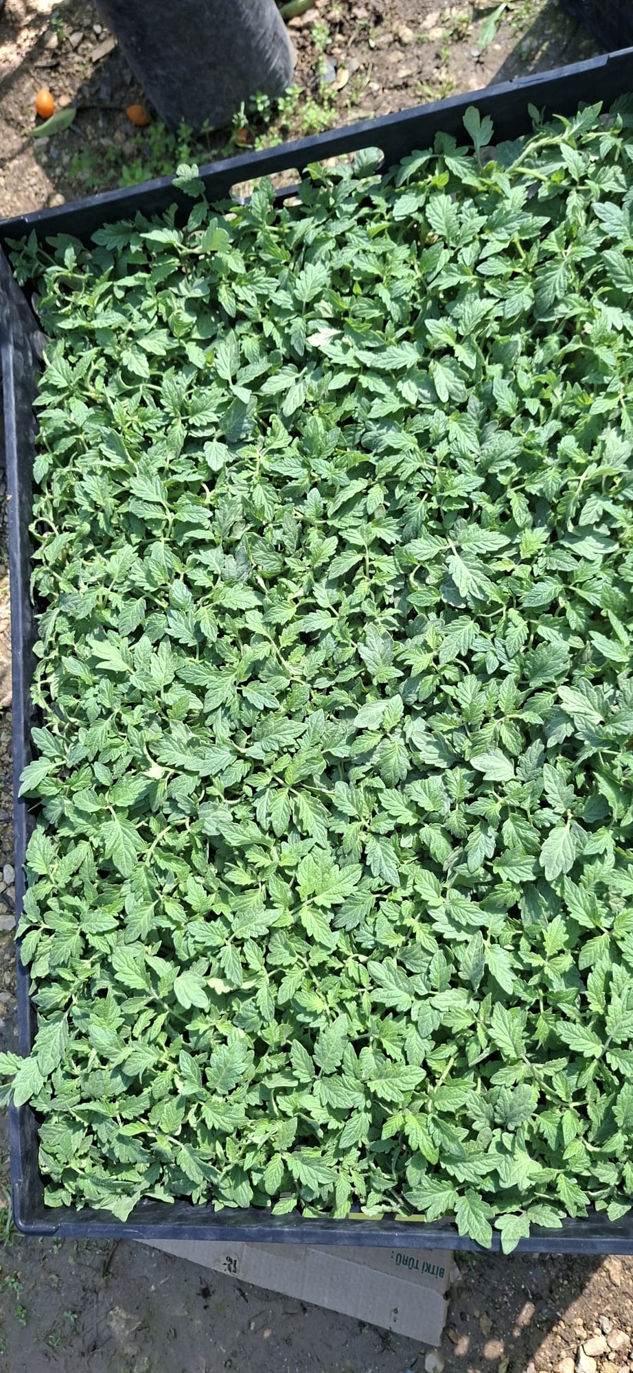 MERKEZ FİDE FİDAN 0507 123 58 94