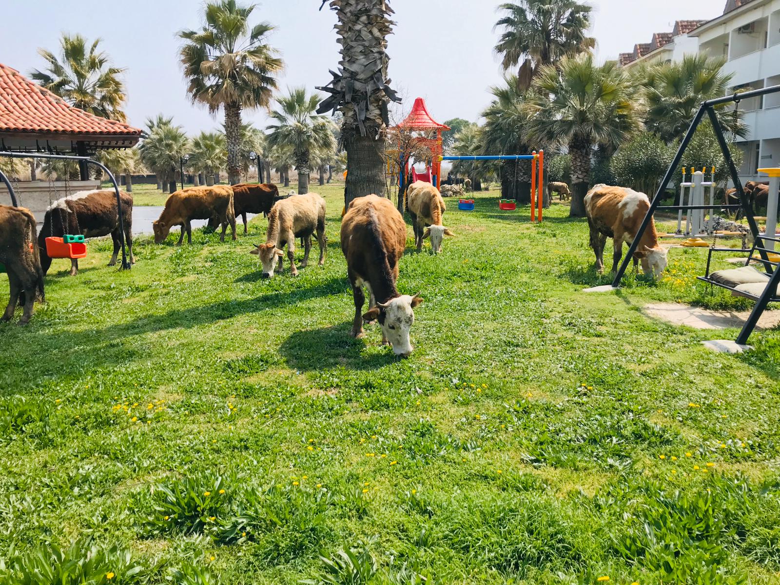 MEUZ HAYVANCILIK Pamukkalede Kurbanlık Satanlar