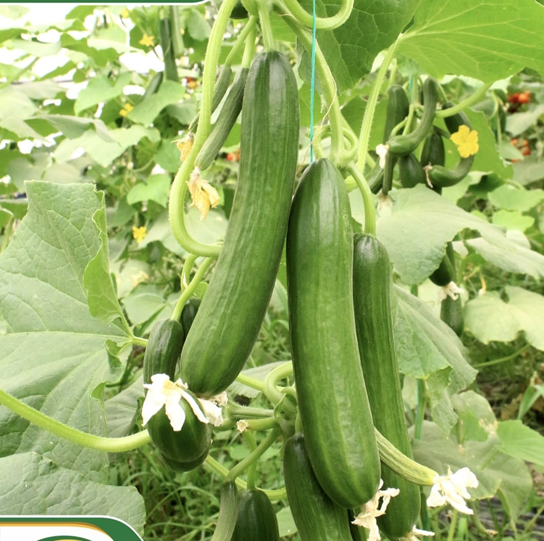 MERKEZ FİDE FİDAN 0507 123 58 94