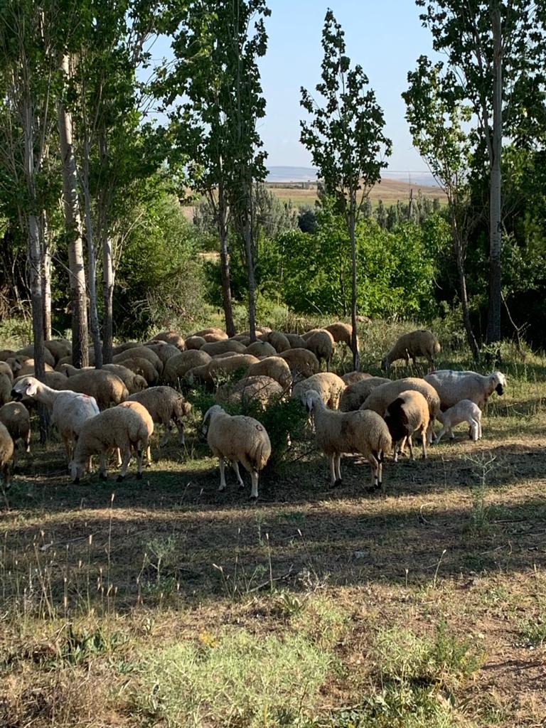 HACIBEKTAŞ ADAK KURBAN  0535 889 93 87 HACIBEKTAŞTA KURBANLIK 