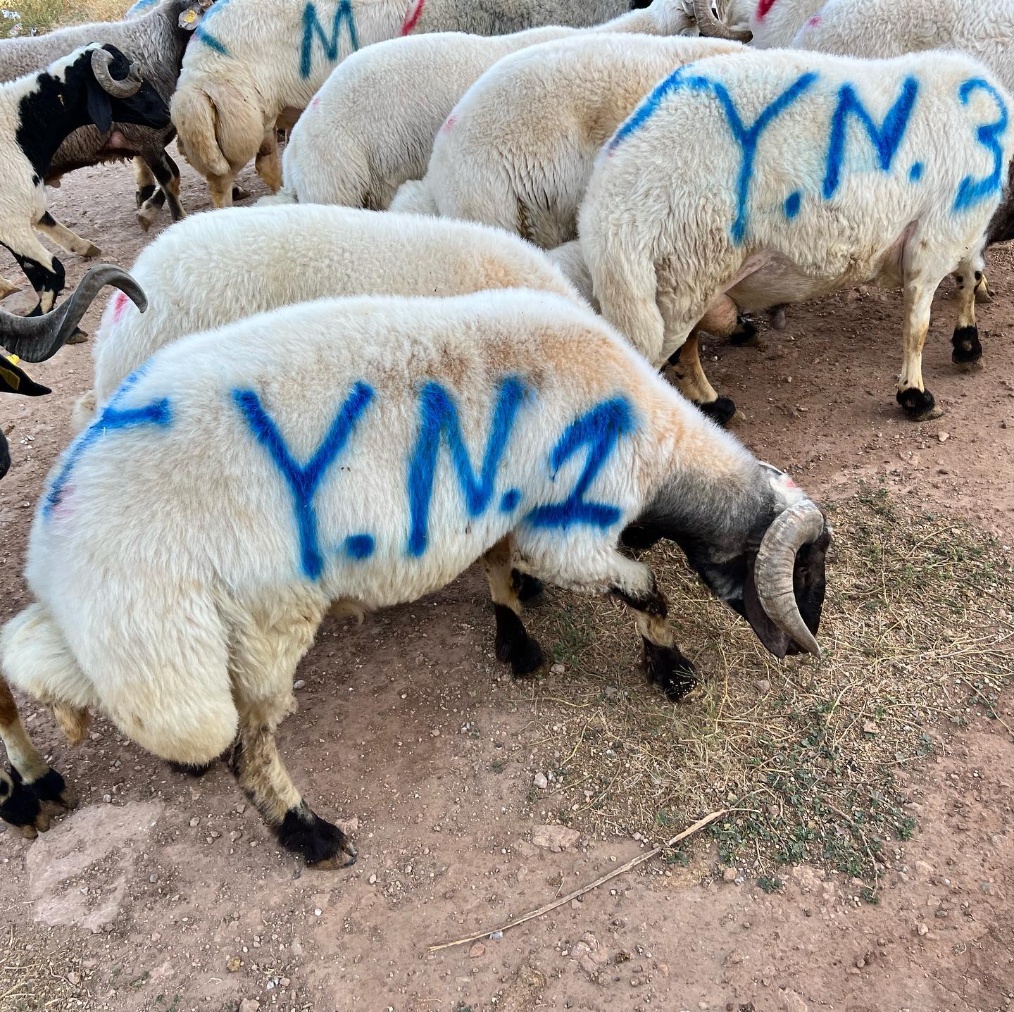 İpekçi Hayvancılık Eyyübiye de Kurbanlık Adaklık