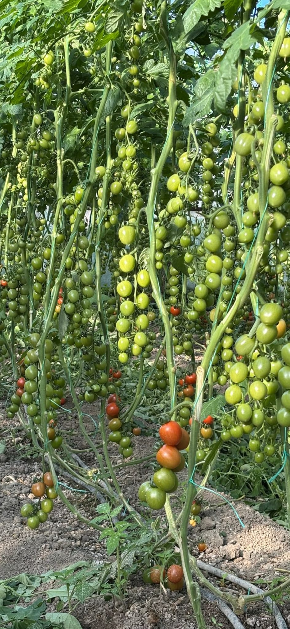 MERKEZ FİDE FİDAN 0507 123 58 94