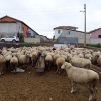 BAYRAMOĞLU BESİ ÇİFTLİĞİ Ankara Genelinde Kurbanlık Satanlar