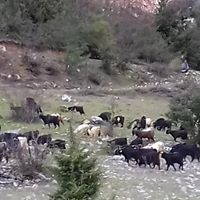 RAMAZAN ACU KURBANLIK Toroslarda Kurbanlık Satanlar