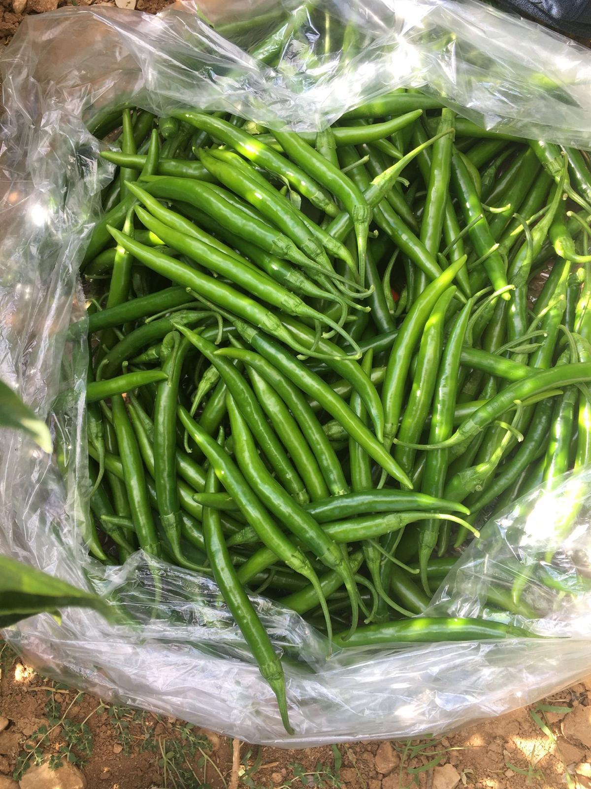 MERKEZ FİDE FİDAN 0507 123 58 94