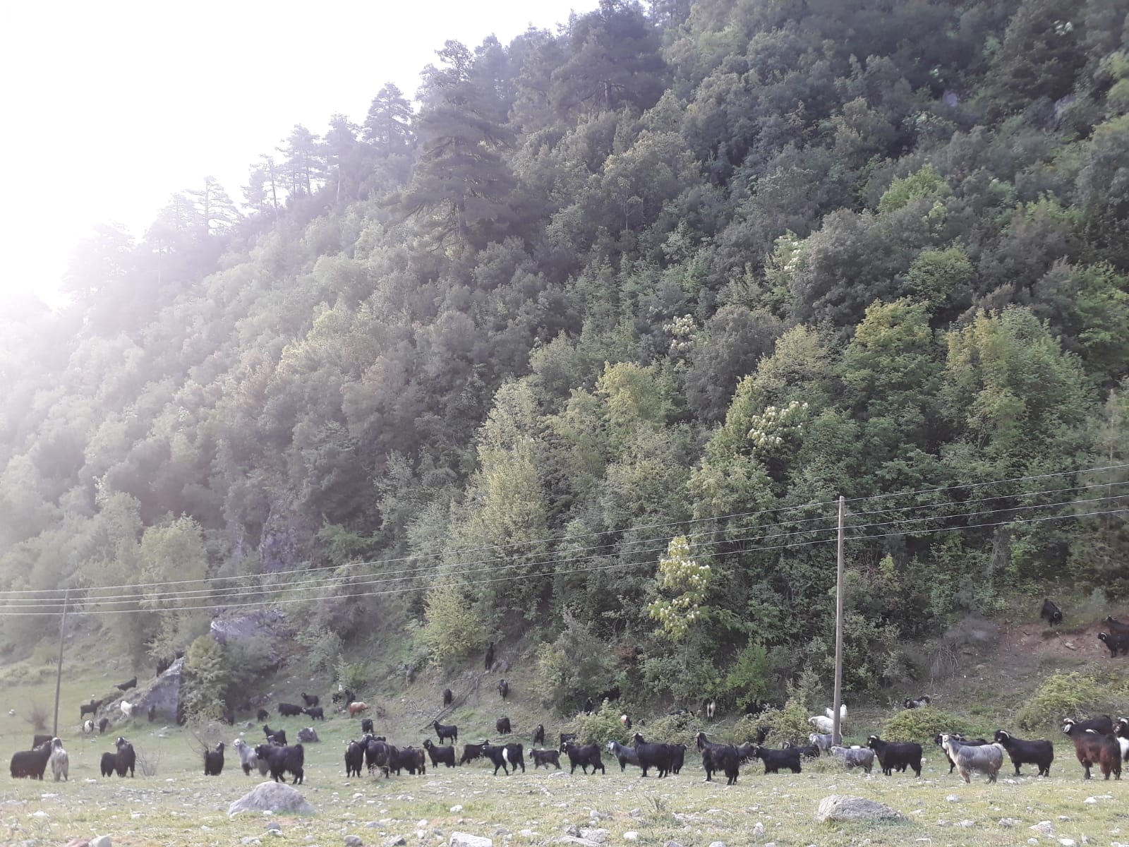 RAMAZAN ACU KURBANLIK Toroslarda Kurbanlık Satanlar