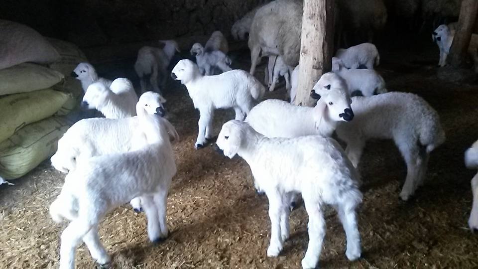 TEKİN YAKUT MUSA YAKUT HAYVANCILIK Kırıkkalede Küçükbaş Kurbanlık Satanlar