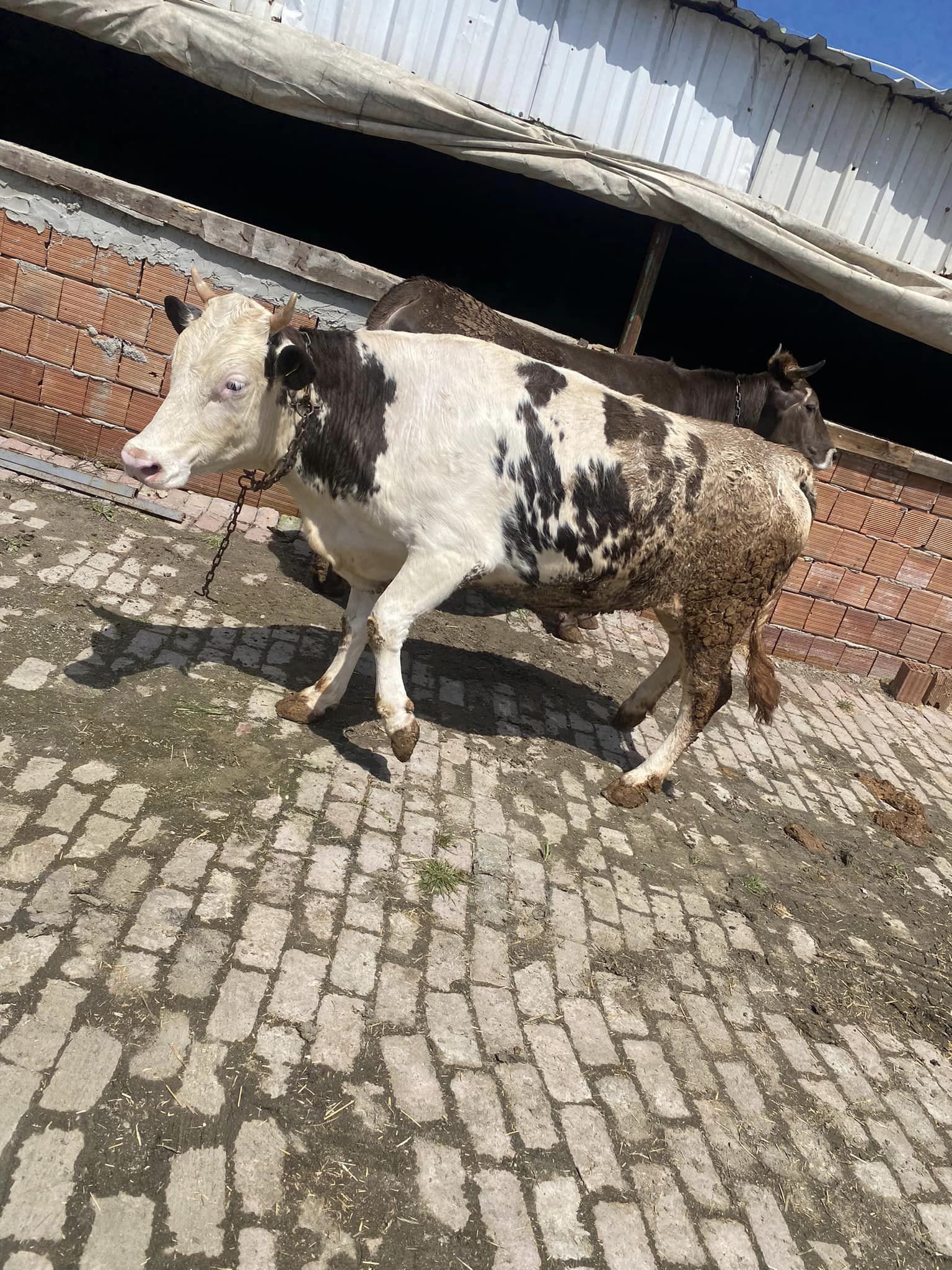 Fehmioğulları Ay Yıldız Besi Çiftliği Çerkezköy de Besi Çiftliği