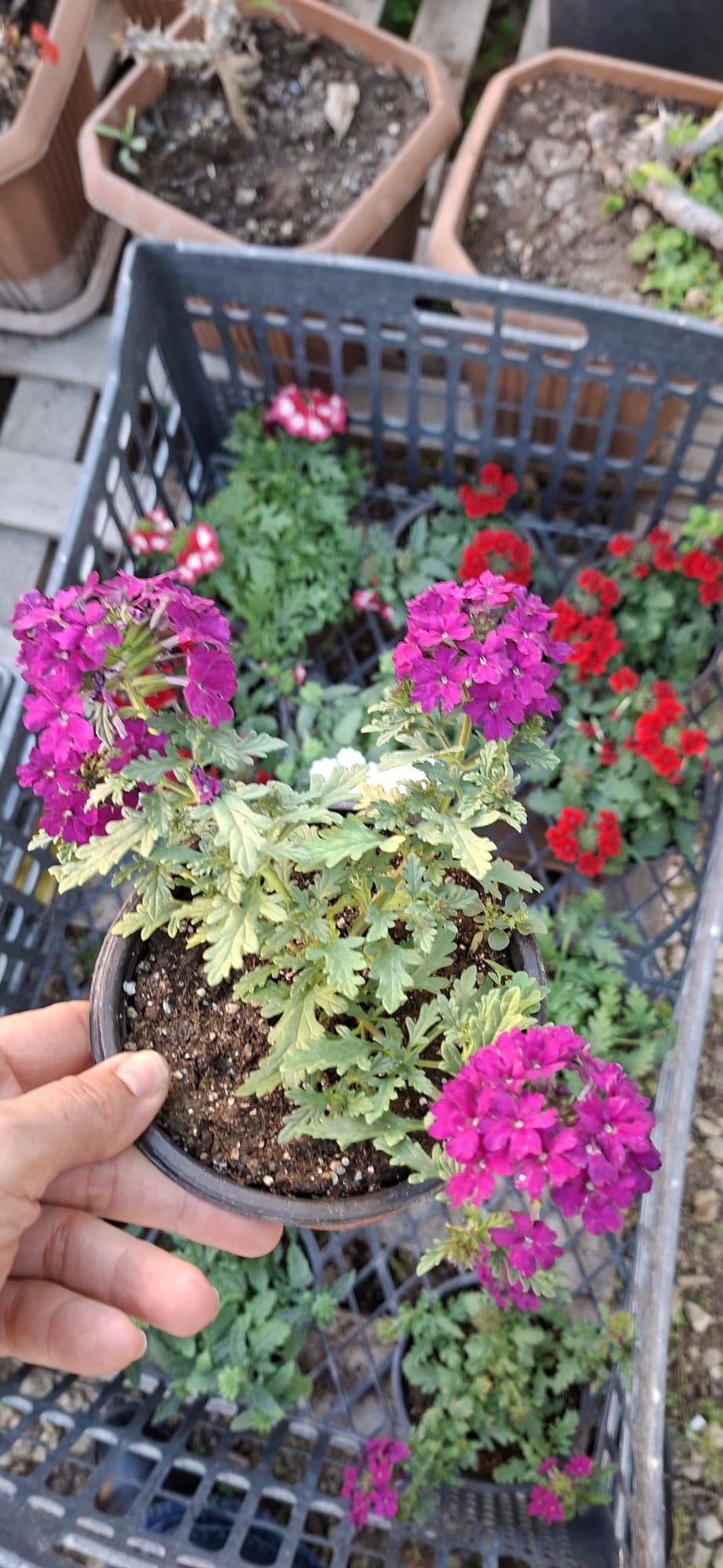 MERKEZ FİDE FİDAN 0507 123 58 94