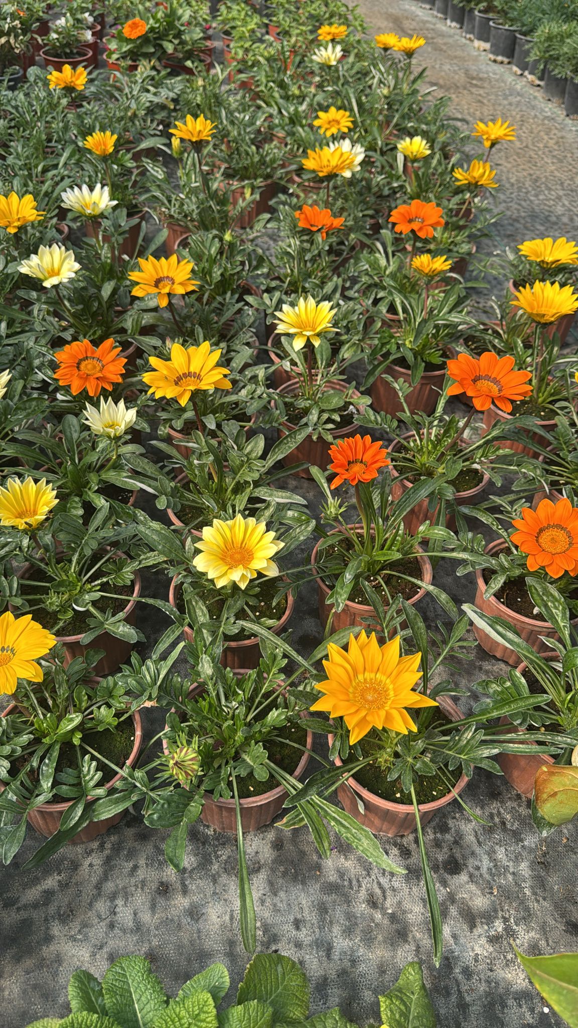 MERKEZ FİDE FİDAN 0507 123 58 94