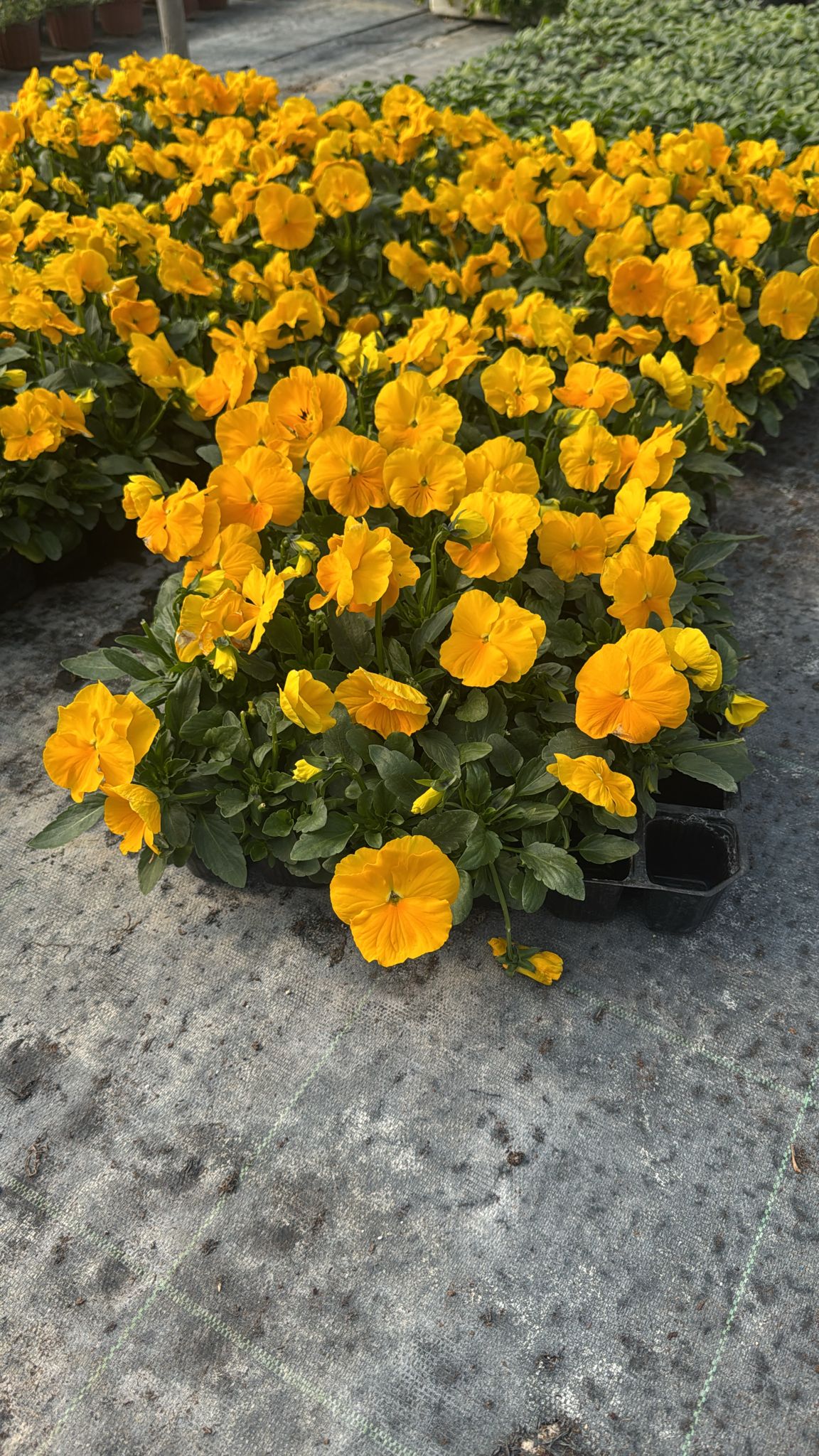 MERKEZ FİDE FİDAN 0507 123 58 94