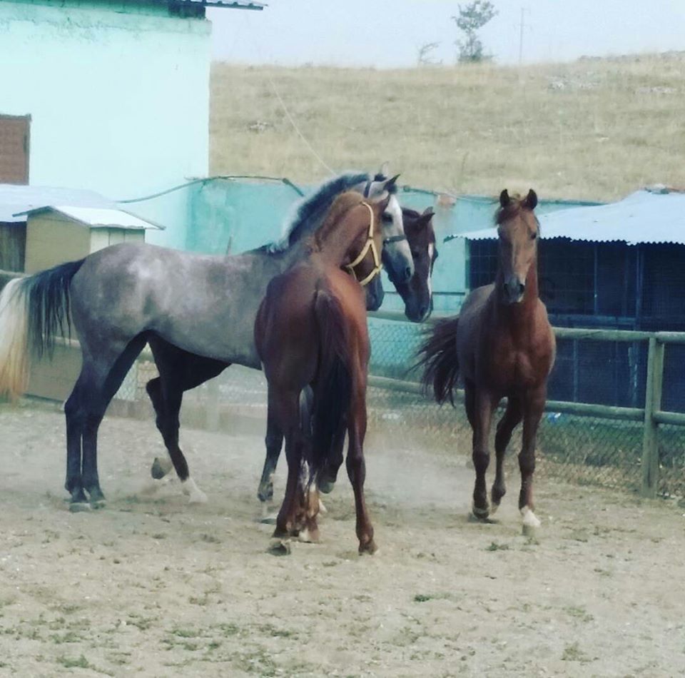 GÖKTÜRK AT ÇİFTLİĞİ Uşakta At Binicilik