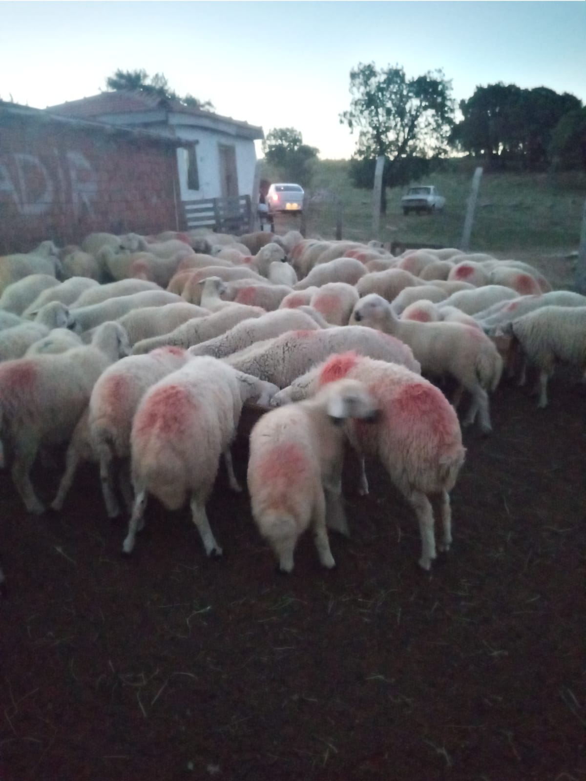 TEKİN YAKUT MUSA YAKUT HAYVANCILIK Kırıkkalede Küçükbaş Kurbanlık Satanlar