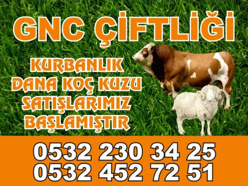 GNC ÇİFTLİĞİ 0532 230 34 25  Gebzede Kurbanlık Satışı