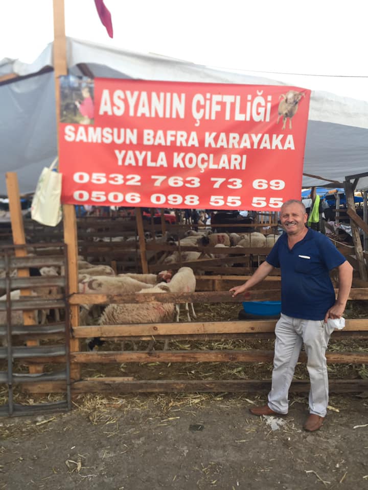 ASYANIN ÇİFTLİĞİ 0506 098 55 55 BAFRADA KURBANLIK