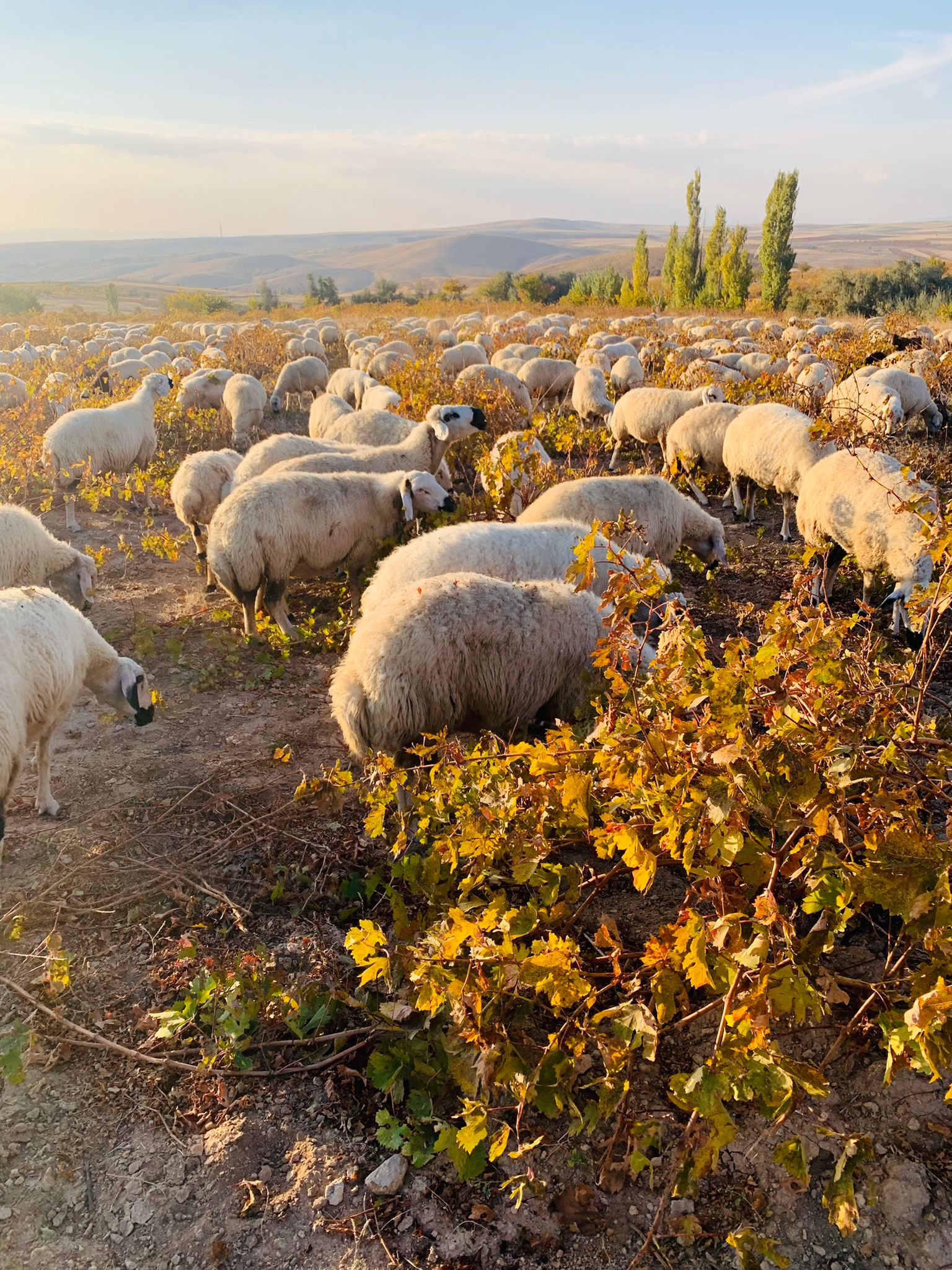 HACIBEKTAŞ ADAK KURBAN  0535 889 93 87 HACIBEKTAŞTA KURBANLIK 