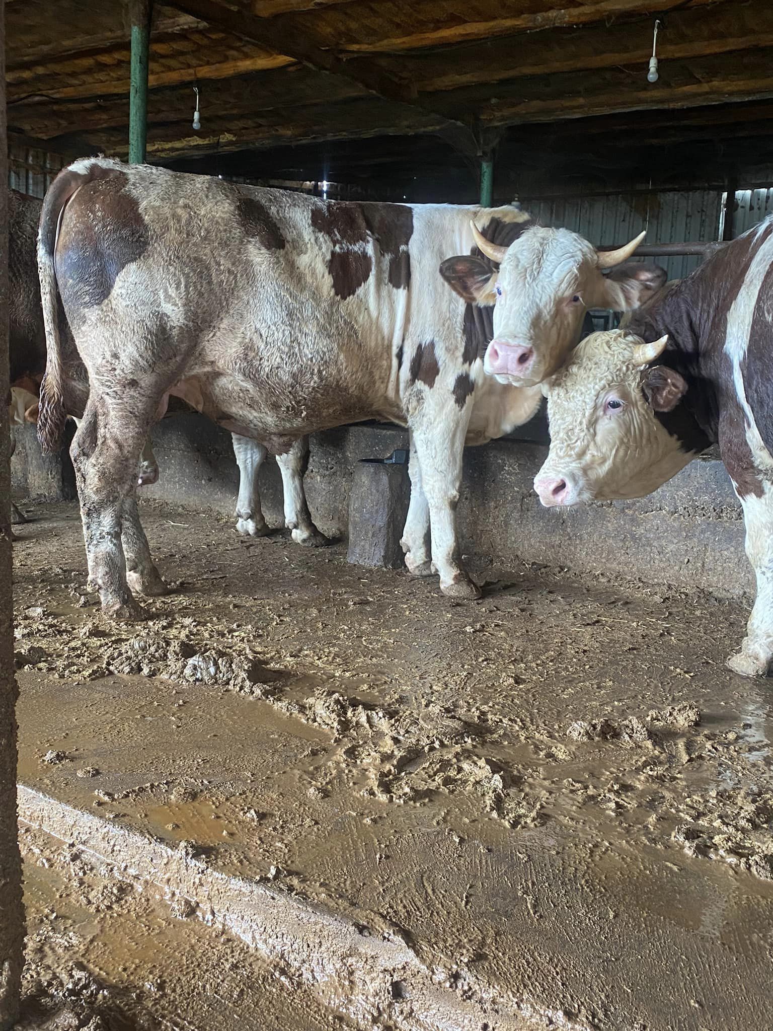 Fehmioğulları Ay Yıldız Besi Çiftliği Çerkezköy de Besi Çiftliği