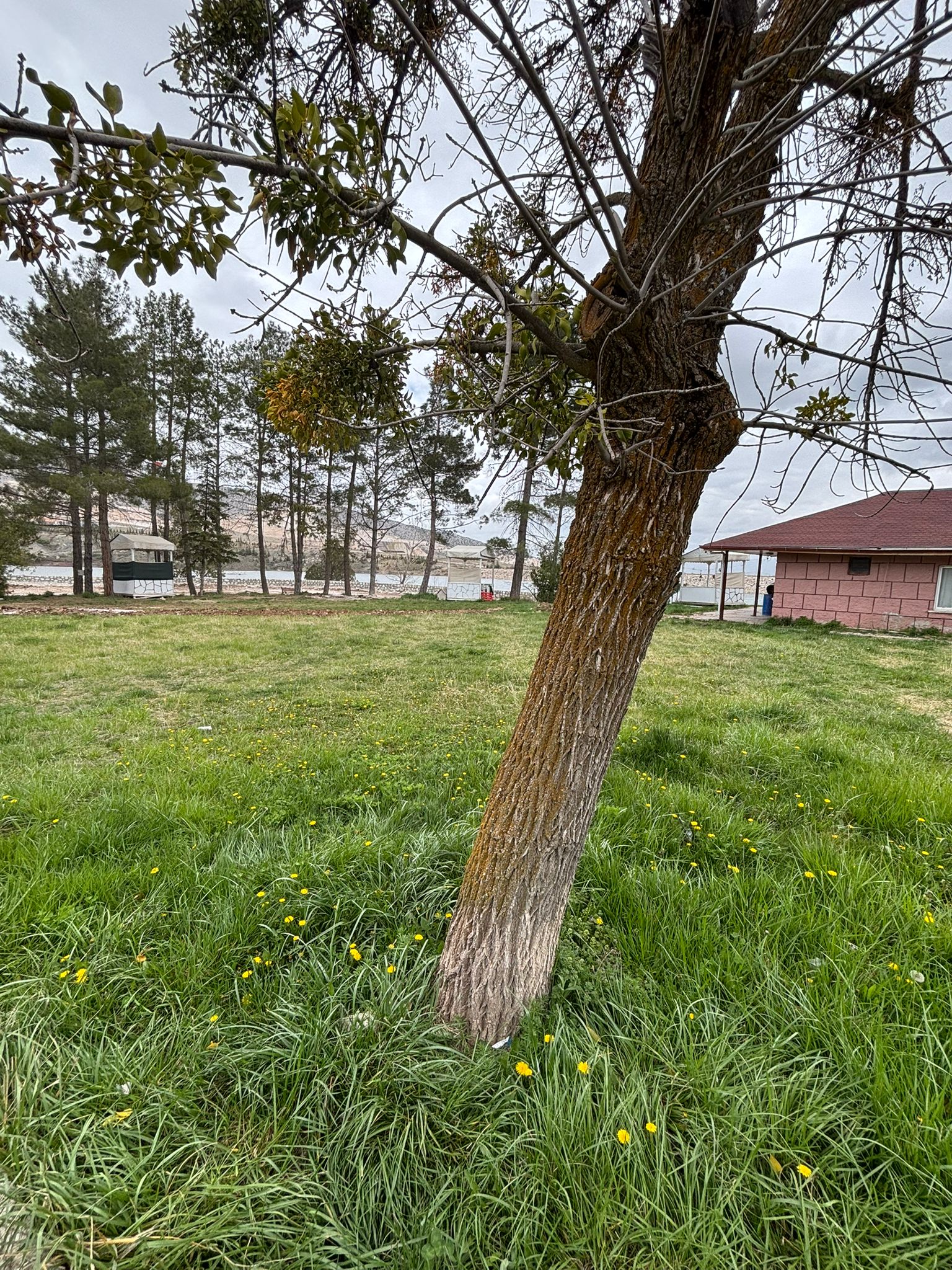 MARTI BALIK RESTAURANT HELİMİN YERİ 0536 946 81 82