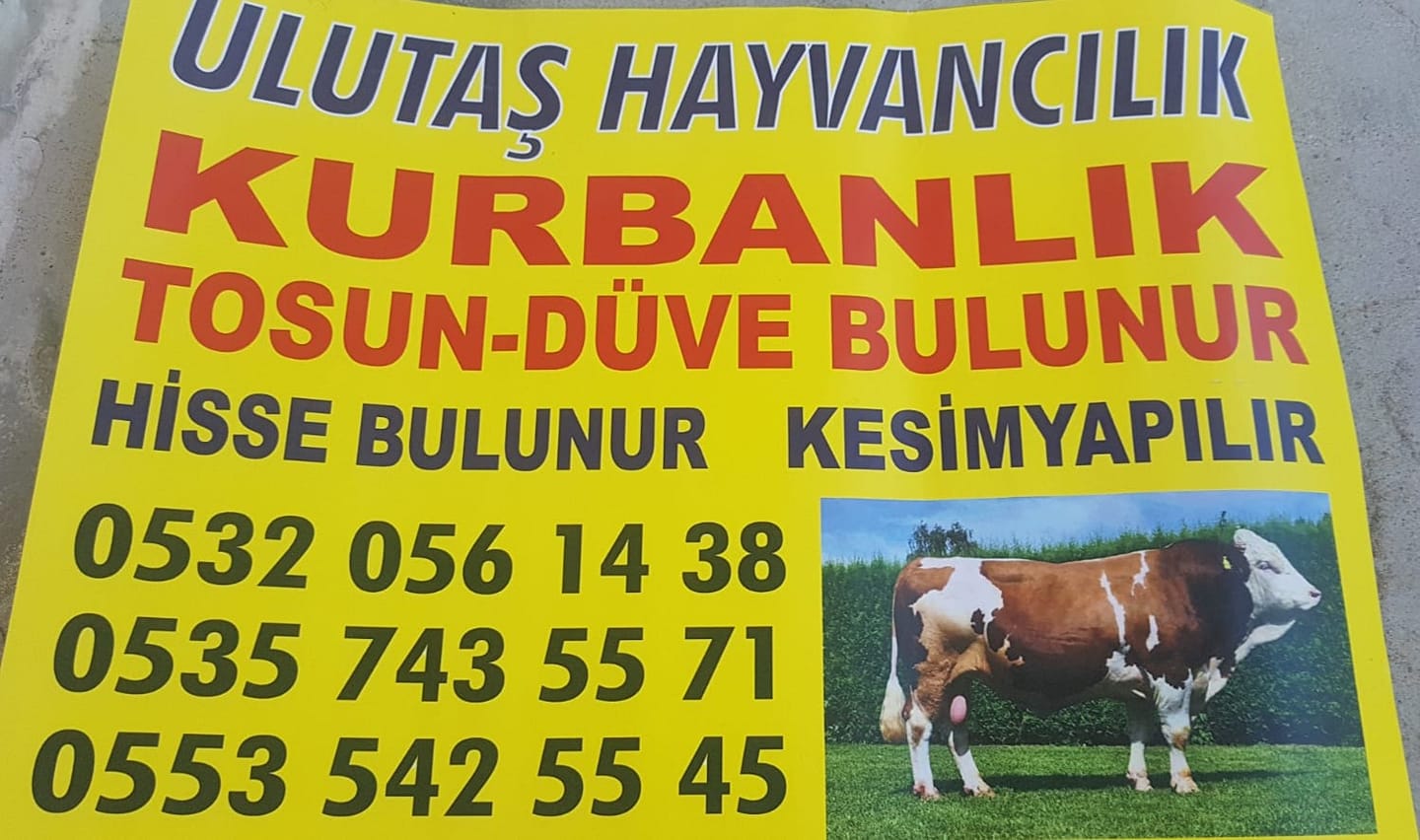 ULUTAŞ HAYVANCILIK 0532 056 14 38 