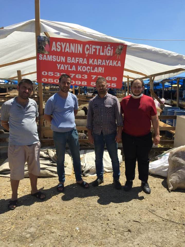 ASYANIN ÇİFTLİĞİ 0506 098 55 55 BAFRADA KURBANLIK