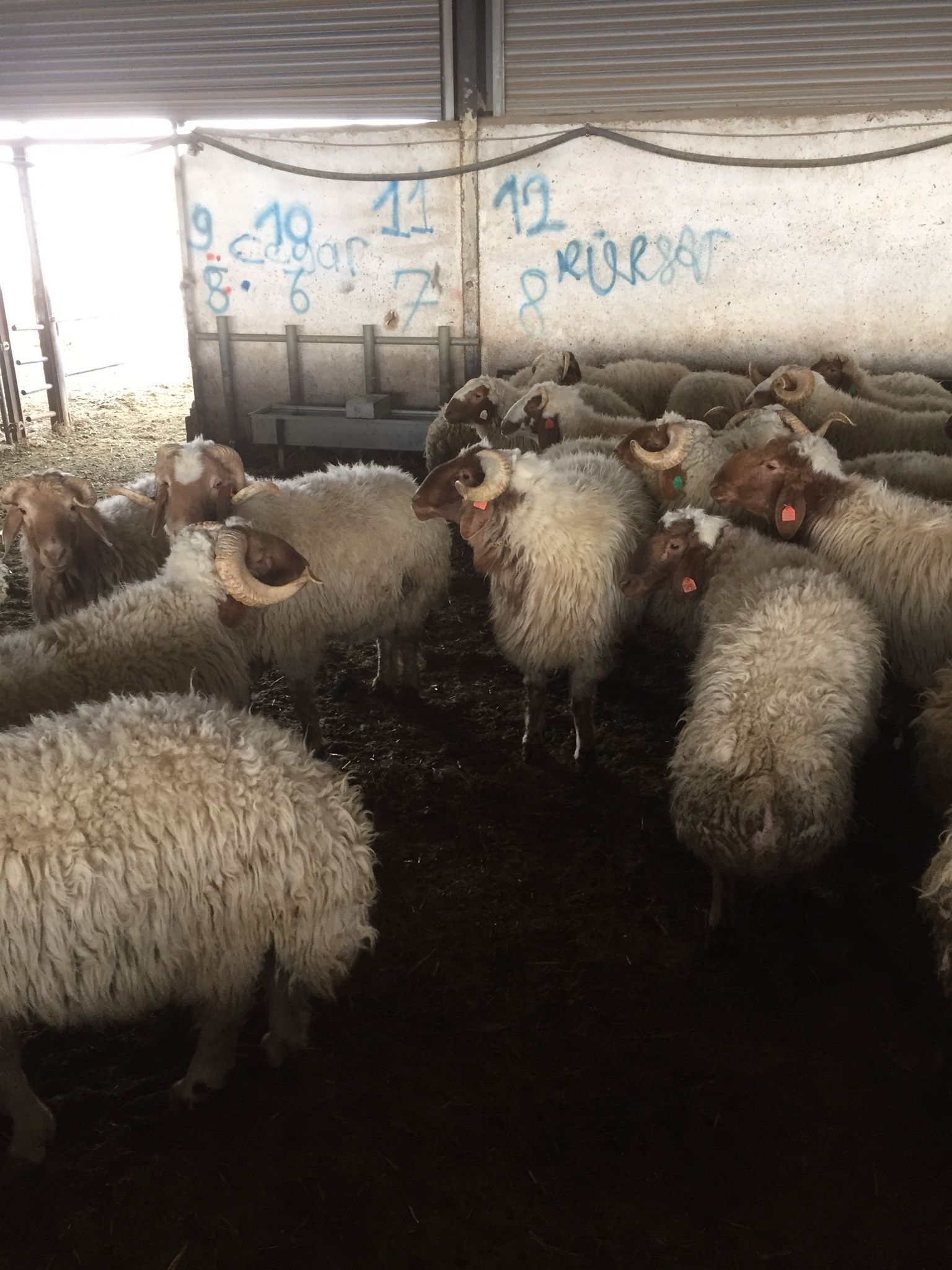 Şahinoğlu Adaklık Kurbanlık Ceyhan da Adaklık Kurbanlık 