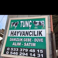 Tunç Hayvancılık Gebe Düve Satışı Burdurda Gebe Düve