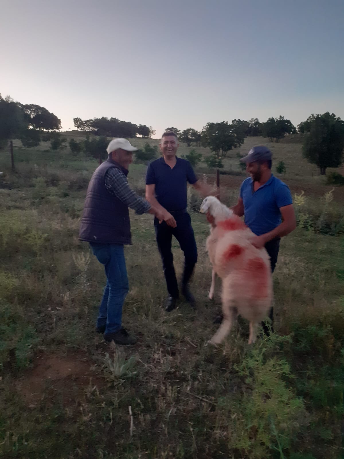 TEKİN YAKUT MUSA YAKUT HAYVANCILIK Kırıkkalede Küçükbaş Kurbanlık Satanlar