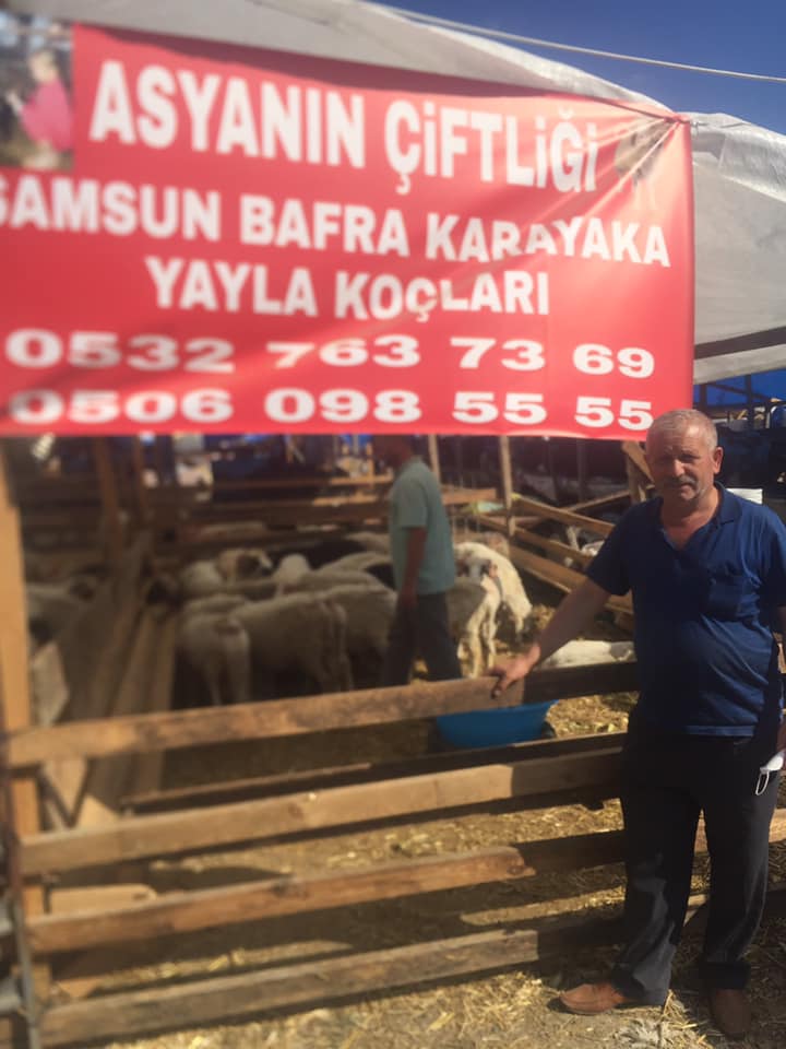 ASYANIN ÇİFTLİĞİ 0506 098 55 55 BAFRADA KURBANLIK