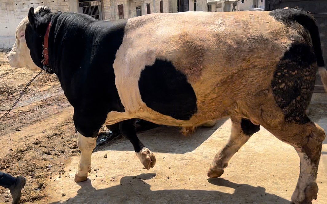 İpekçi Hayvancılık Eyyübiye de Kurbanlık Adaklık