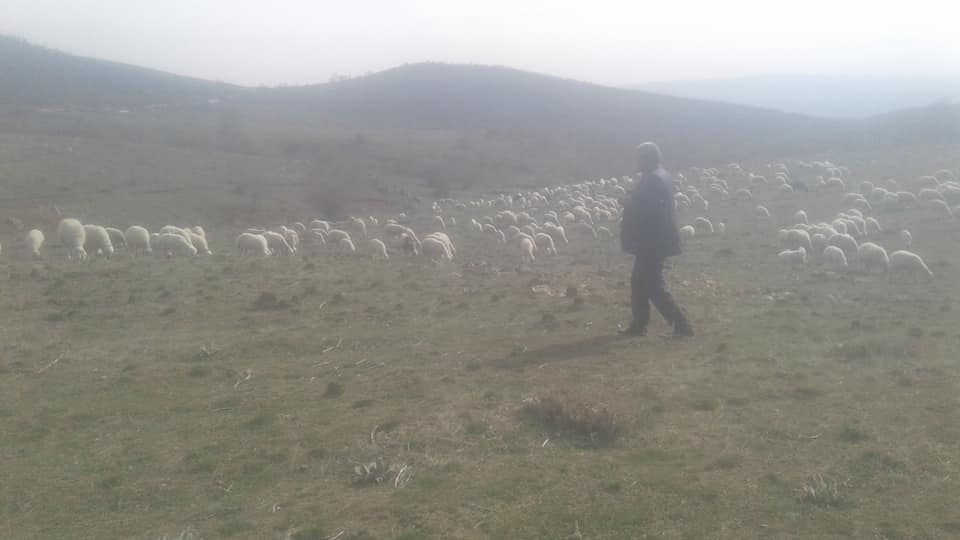 TEKİN YAKUT MUSA YAKUT HAYVANCILIK Kırıkkalede Küçükbaş Kurbanlık Satanlar