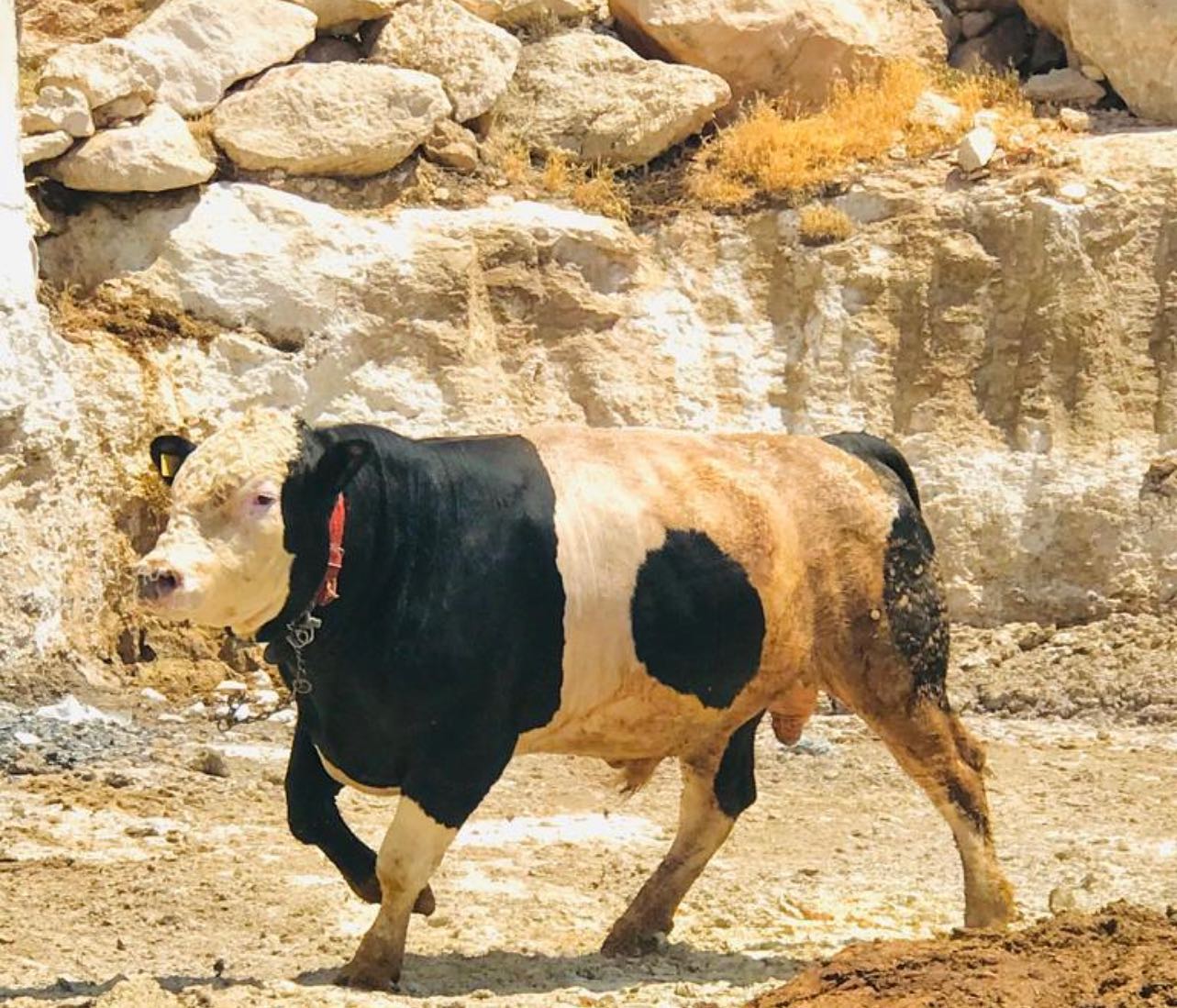 İpekçi Hayvancılık Eyyübiye de Kurbanlık Adaklık