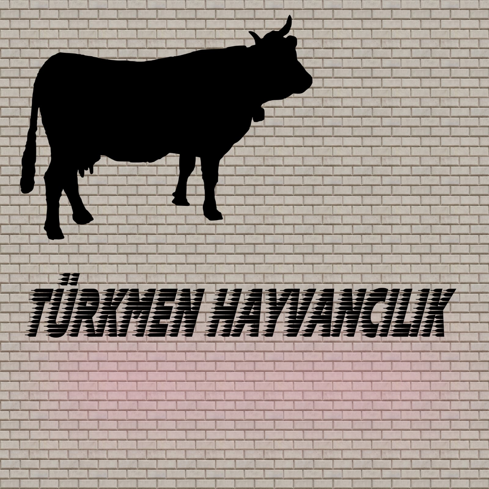 Türkmen Hayvancılık Konya Selçuklu da Büyükbaş Küçükbaş Hayvancılık