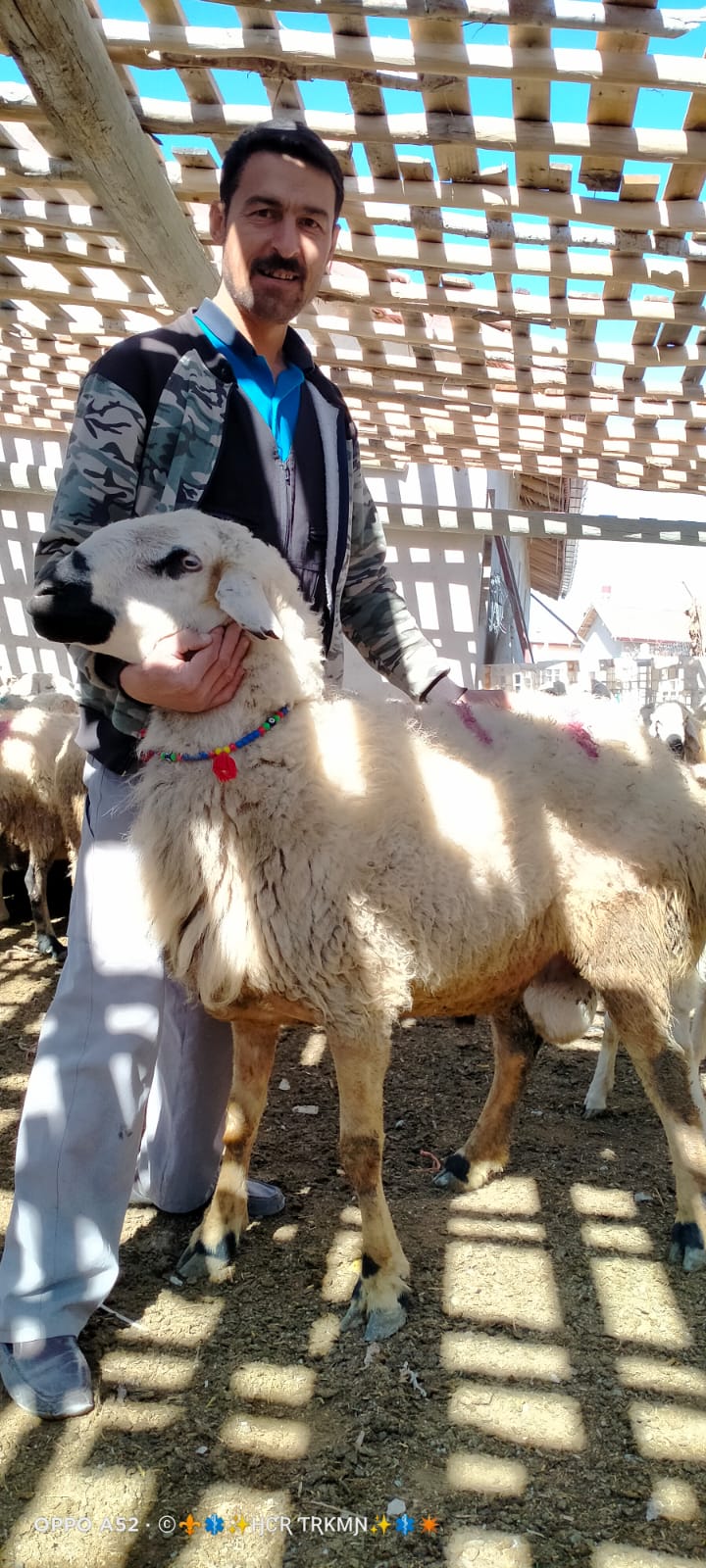 Türkmen Hayvancılık Konya Selçuklu da Büyükbaş Küçükbaş Hayvancılık