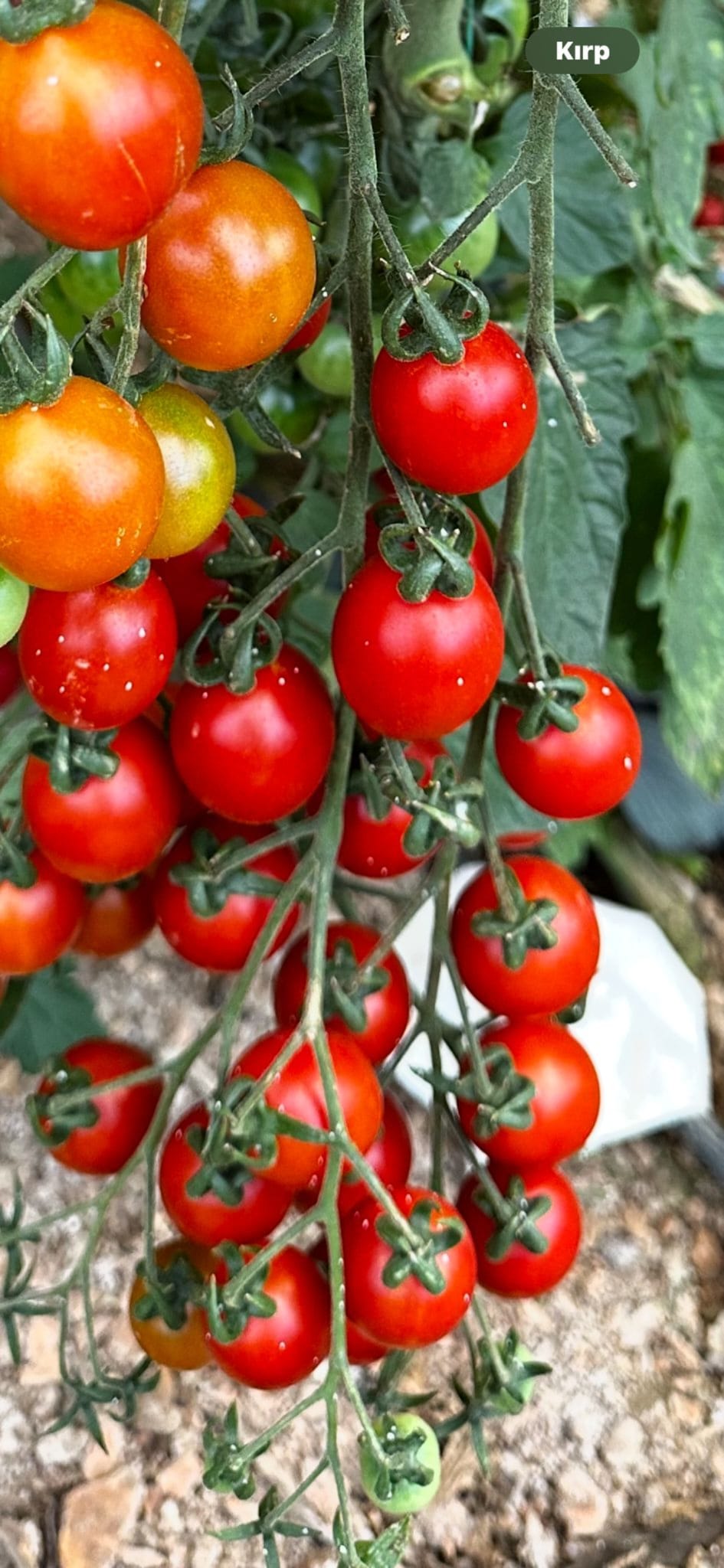 MERKEZ FİDE FİDAN 0507 123 58 94