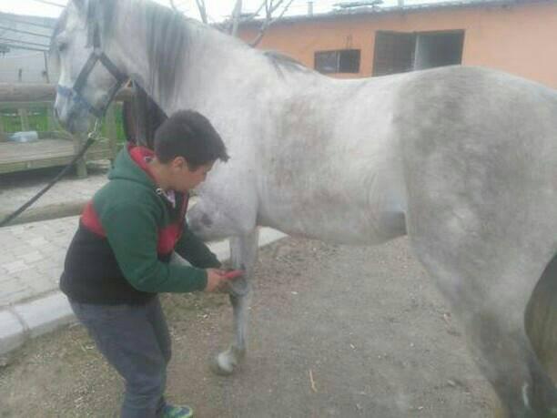 GÖKTÜRK AT ÇİFTLİĞİ Uşakta At Binicilik