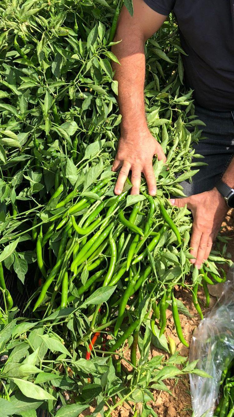 MERKEZ FİDE FİDAN 0507 123 58 94