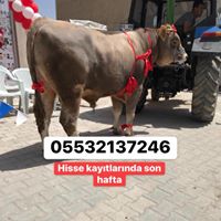 ÇAVDAR BESİ ÇİFTLİĞİ  Afyonkarahisarda Kurbanlık Adaklık Satanlar