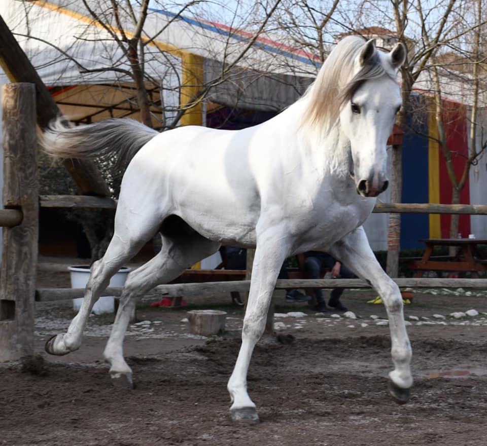 KARTEPE AT ÇİFTLİĞİ Kartepede At Biniciliği,