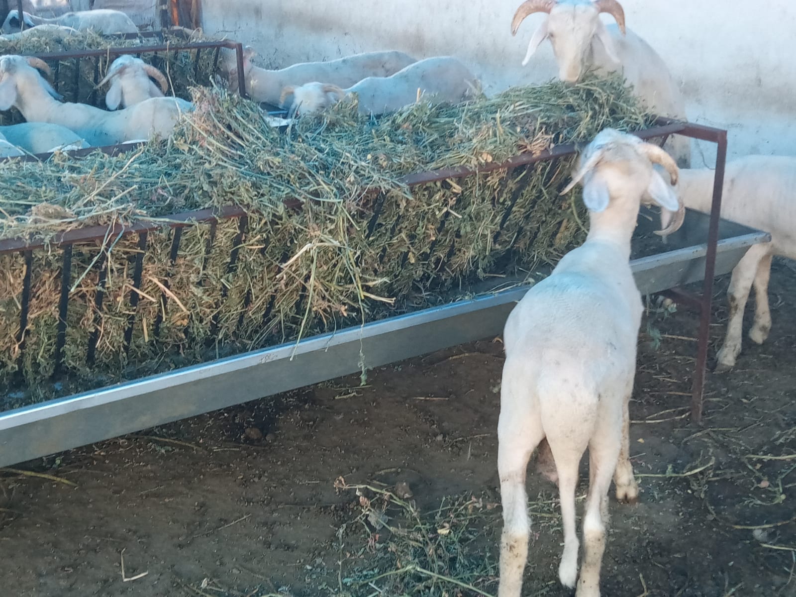 MEMİŞ AĞA BESİCİLİK Pamukkalede Küçükbaş Kurbanlık Satanlar