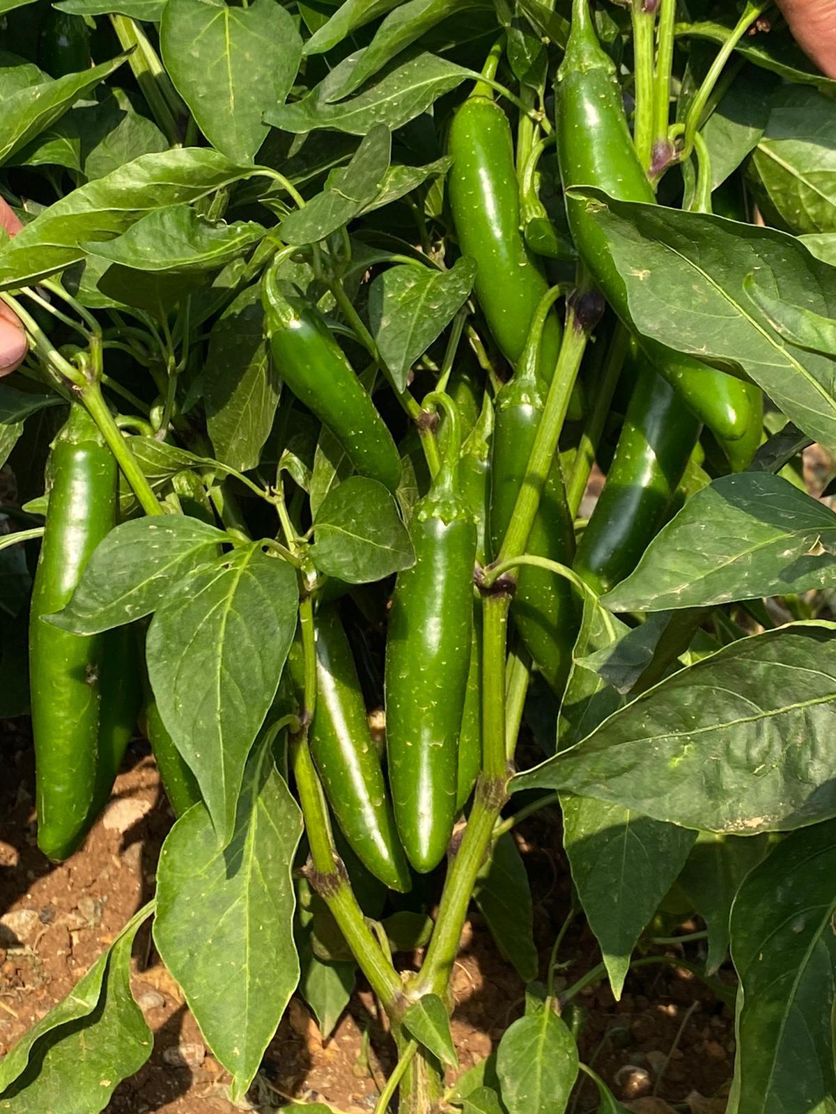 MERKEZ FİDE FİDAN 0507 123 58 94