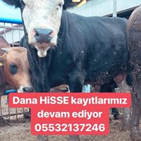 ÇAVDAR BESİ ÇİFTLİĞİ  Afyonkarahisarda Kurbanlık Adaklık Satanlar